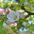 Denman Island Home and Garden Tour 2013