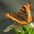BF Milberts tortoiseshell 3 SB May 16 2013(1)