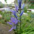 Camas began blooming here at South Brook on May 8th