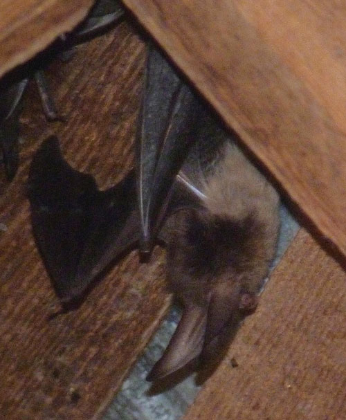 Rare Bat Species on Denman | Denman Conservancy Association